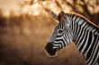 zèbre skin animal striped thigh graphic black-and-white safari wild pajama weiss herbivore zoo zebra beast scratch texture