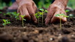 pair of hands planting young seedlings in rich soil
