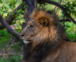 Young male lion in the Okavango Delta, Botswana