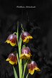 fritillaria Michailovsky, brown with yellow edge in the sun with black background