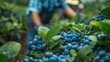 © Spencer - blueberries, berry picking, agriculture, fresh fruit, healthy, farm, organic produce, ripe berries, antioxidant, farming
