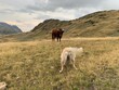 Stier und Hund