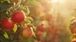 Apple trees and a fruit farm
