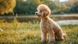 A curly shaggy apricot colored toy poodle puppy has fun in the summer on a walk a lawn and lake for a walk with the dog