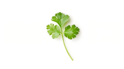 Poster - Coriander leaf isolated on white background Top view Flat lay : Generative AI
