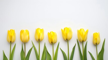 Poster - Beautiful composition of tulip spring flowers Yellow tulips flowers on white background Valentines Day Easter 8th march Happy Womens Day Mothers Day Flat lay top view copy space : Generative AI
