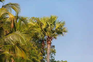 Canvas Print - Palm leaves on nature in the park. Tropics