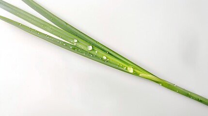 Poster - Fresh lemongrass leaf has water drop top view isolated on white background  flat lay : Generative AI