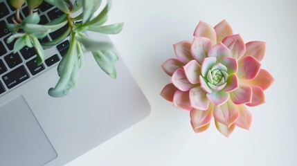 Aufkleber - Stylish office table desk Workspace with laptop diary succulent on white background Flat lay top view : Generative AI