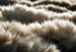 fur texture Shaggy abstract background blanch blank blanket carpet clean closeup clothes comfort comfortable comfy cover cosy decor decoration domestic empty fabric fake fiber fluffy fringe