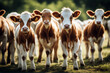 looking calves Herd young camera agricultural pasture cute farmer little field summer pastoral rural background farm cattle farmland agriculture sky country breed stock