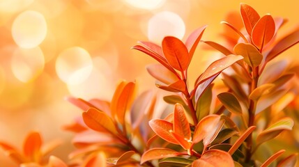 Poster - Plant home decoration Close up photo syzygium oleana ornamental plant with reddish orange leaves with a blurred background : Generative AI