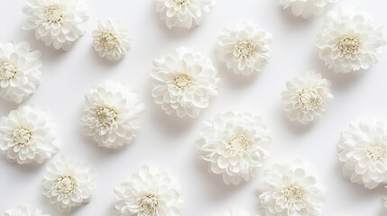 Poster - white chrysanthemums on white background frame copy space top view flat lay : Generative AI