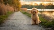 Portrait of a Cockapoo on a path by a lake