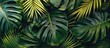 Flat lay view of tropical palm leaves from above