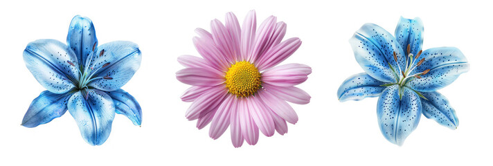 Set of pink daisy, chamomile on transparency background PNG
