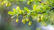 Closeup branch of barberry bush with green berries : Generative AI