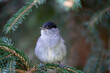 Male blackcap perched on a pine tree.