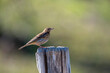 Tree pipit perched on a wooden post.