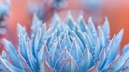 Silversword endemic exotic tropical plant Hawaii Haleakala volcano Maui USA : Generative AI