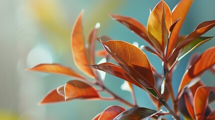 Poster - Plant home decoration Close up photo syzygium oleana ornamental plant with reddish orange leaves with a blurred background : Generative AI