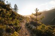 Hiking path at sunset in Corsica in mountains