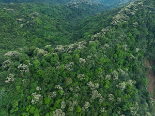 Wall Mural - Aerial view of beautiful tropical forest mountain landscape in spring