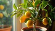 © Generative AI - Potted citrus plant with ripe yelloworange fruits copy space Closeup of indoor growing lemon Volcameriana tree  Elegant home decor template Home gardening hobby : Generative AI