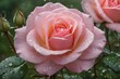  A pink rose covered in water droplets. Pink Rose with Water Droplets