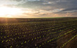  Sunrise over a field of young corn.