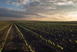 Fototapeta  -  Sunrise over a field of young corn.