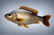 Crucian isolated white carp background closeup protein raw healthy eating shiny fin fish head freshness grey eye food epicure cold catch water