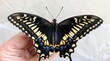 breathtaking emergence of a swallowtail butterfly, its wings unfolding to reveal vibrant colors