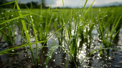 Poster - A close-up of water droplets glistening on rice plants in a flooded paddy field, highlighting the importance of water management in rice cultivation.