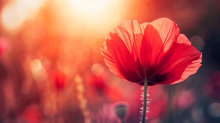 High resolution low angle close up macro photography of beautiful red flower in front of sunrise in winter. Warm sunshine made red petal transparently and turn in to pink flower