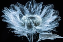 Ethereal Xray View Of A Sunflower, Turning Its Dense Seed Head Into A Fine Art Masterpiece Stock Photographic Style