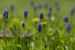 Grape hyacinths in a green meadow with a blurred background