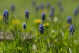 Fototapeta Tulipany - Grape hyacinths in a green meadow with a blurred background