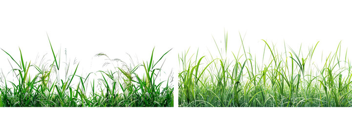 Wall Mural - Set of a precise analog of green paddy on a ,transparent background