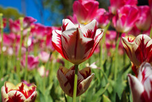 Bulbous Flower That Blooms Every Year In April, Red White Tulips With Very Vibrant Colors, Turkey Istanbul Emirgan