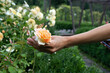 Woman hand picking yellow rose in lush flower garden