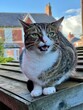 Tabby Cat on a Shed Roof