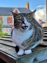 Poster - Tabby Cat on a Shed Roof