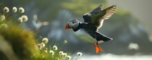 A Close Up Of The Beautiful Atlantic Puffin Fratelcula Bird In The Wild Nature.
