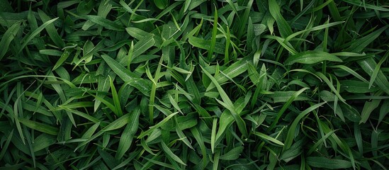 Wall Mural - texture of green grass