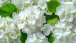 Vibrant white hydrangea blooms and lush green leaves