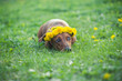 red dachshund in a green flowery meadow in a wreath of dandelions