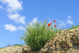 Fototapeta Boho - Blooming wild red poppies on the rocky hill against blue sky.