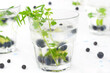 Refreshing drinks in frosted glasses, decoration: leaves and blueberries on light background.