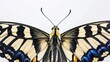 Close up of the symmetrical patterns and vibrant colors on the wings of a papilio machaon butterfly against a white background : Generative AI